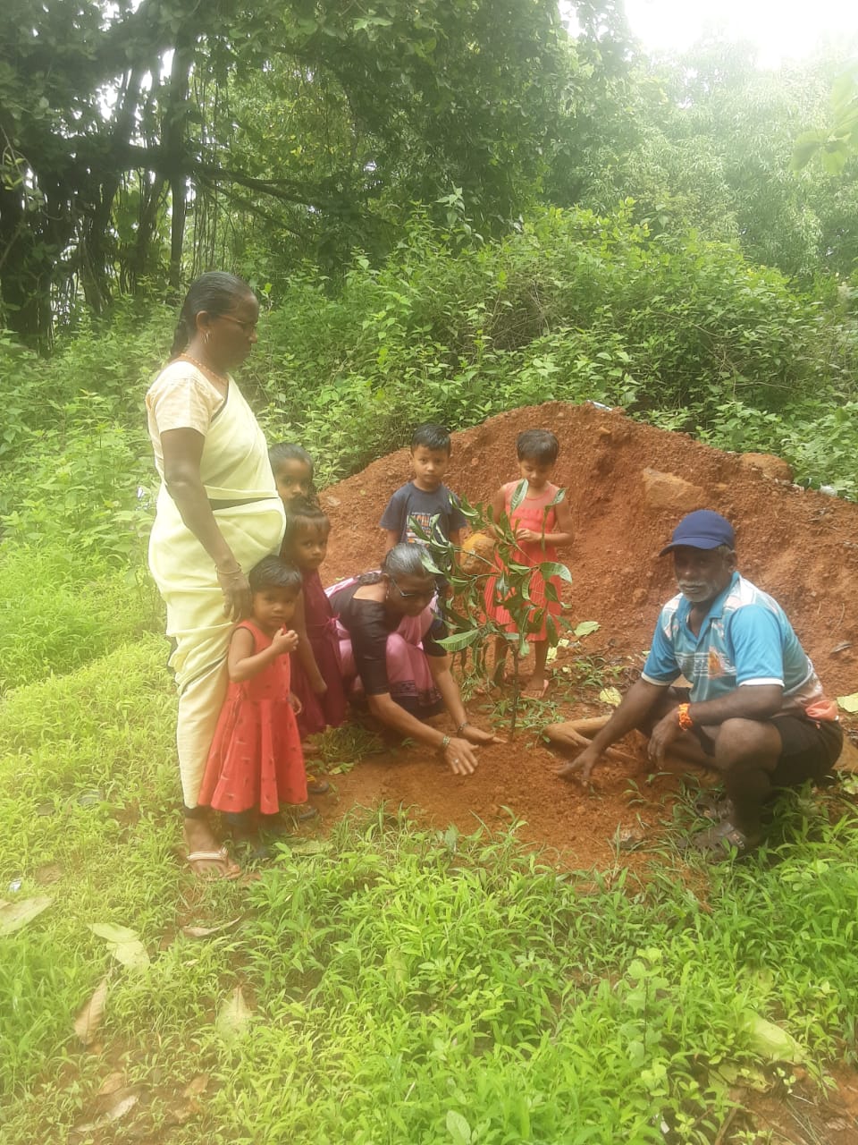 Tree Plantation